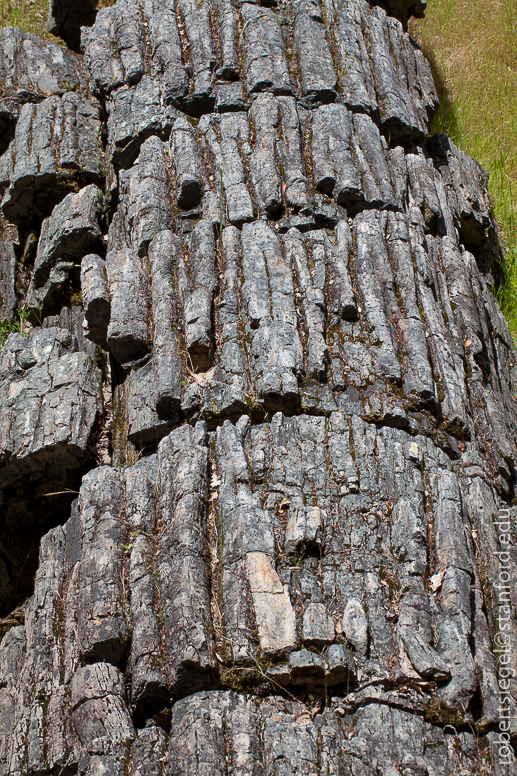 Petrified Forest